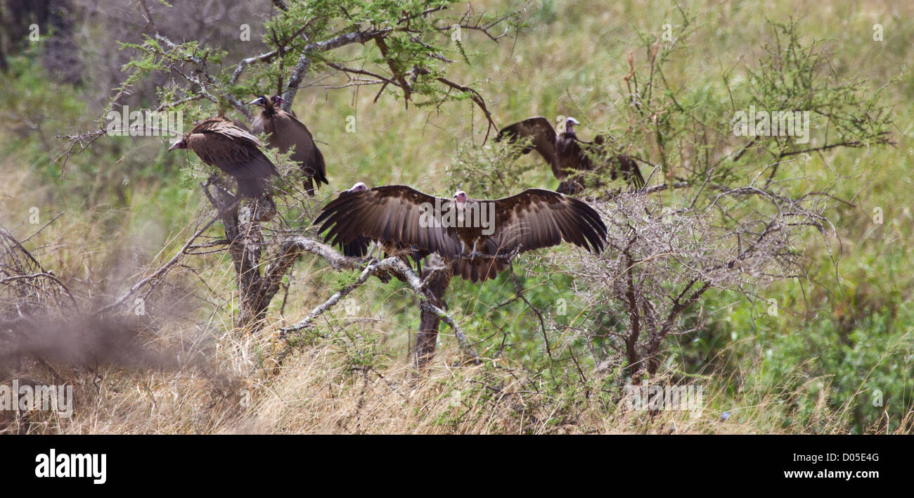 Les vautours à capuchon attendre dans un arbre voisin alors que les lions ont leurs frais de remplissage à un kill. Parc national de Serengeti, Tanzanie Banque D'Images