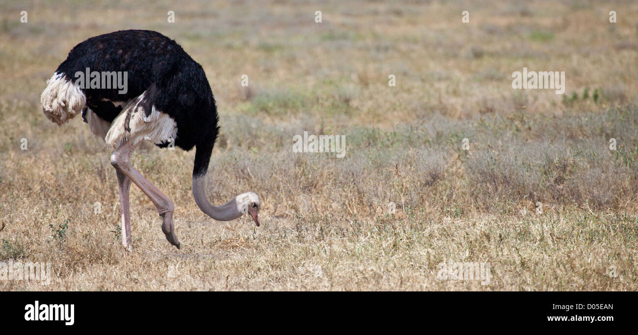 Une paire d'autruches dans le Parc National du Serengeti, Tanzanie Banque D'Images