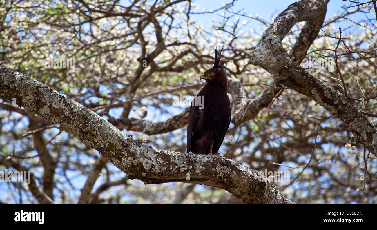 Un Long-Crested Eagle recherche de proies les branches d'un acacia. Parc national de Serengeti, Tanzanie Banque D'Images