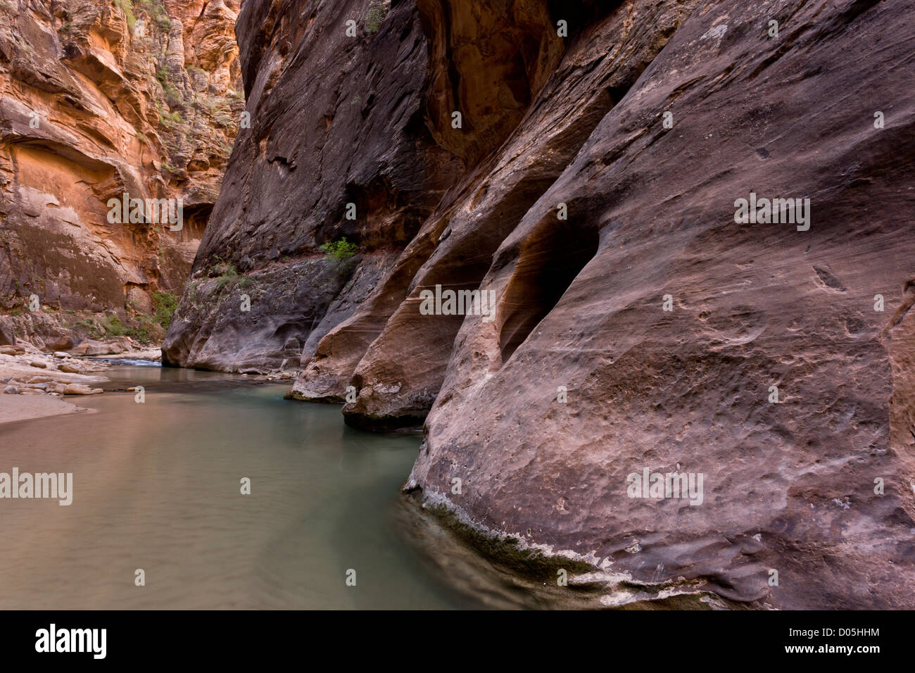 Les Narrows, canyon de la Virgin River, North Fork, Zion Canyon National Park, Utah, USA Banque D'Images