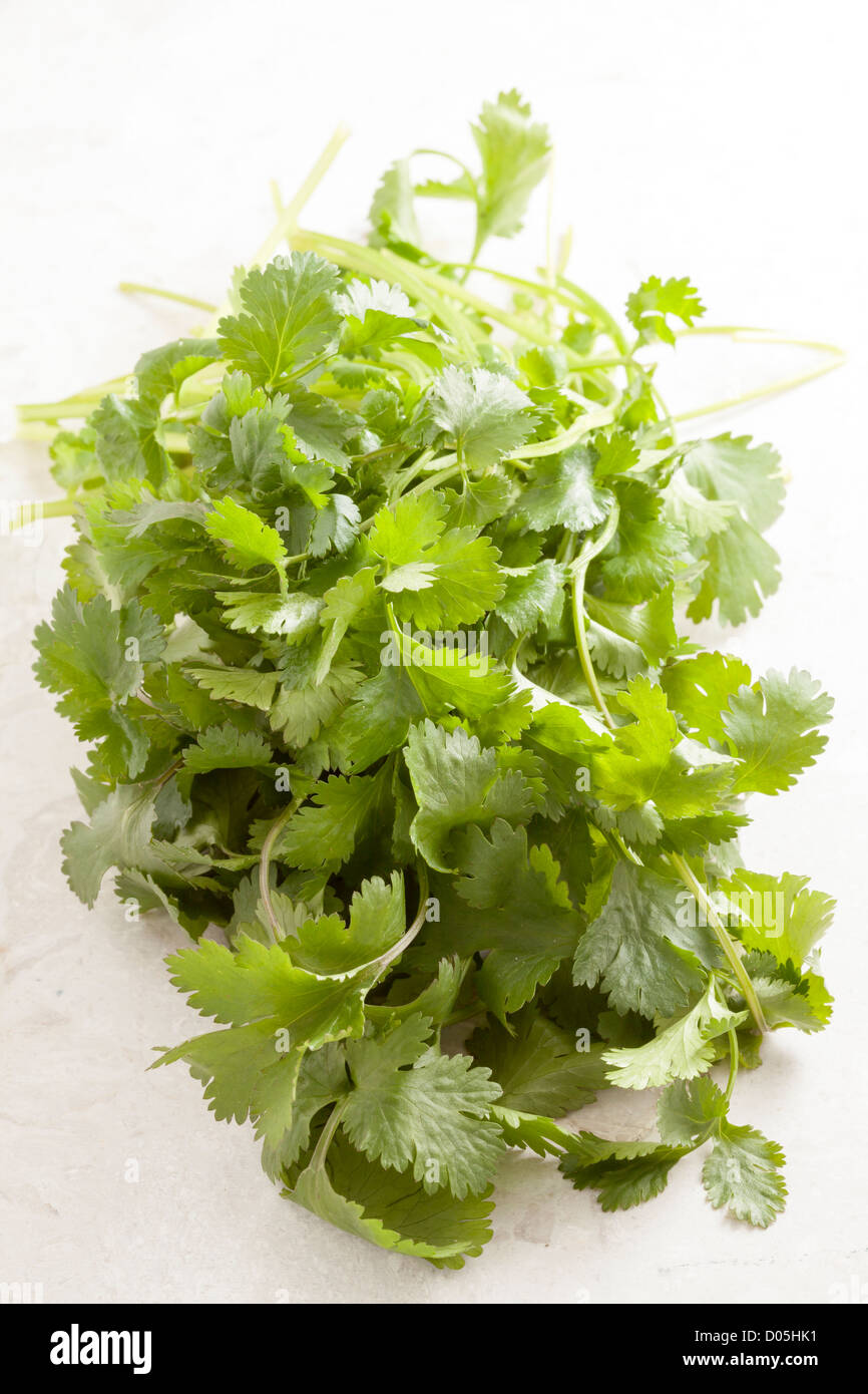 Coriandre coriandre / Banque D'Images