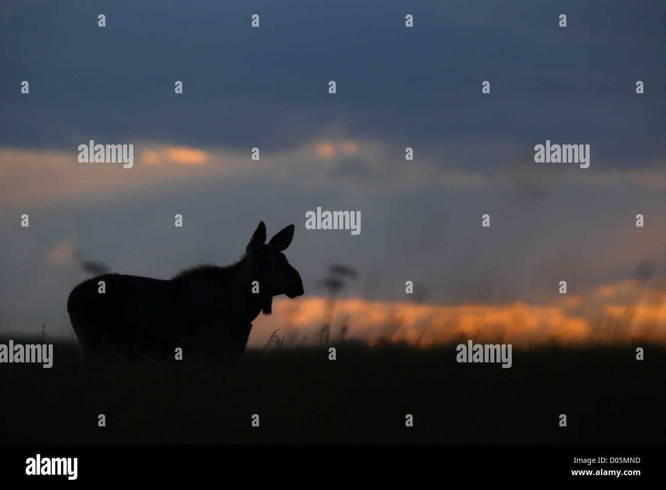 Les jeunes l'Élan (Alces alces) dans l'aube, après le coucher du soleil. L'Europe Banque D'Images