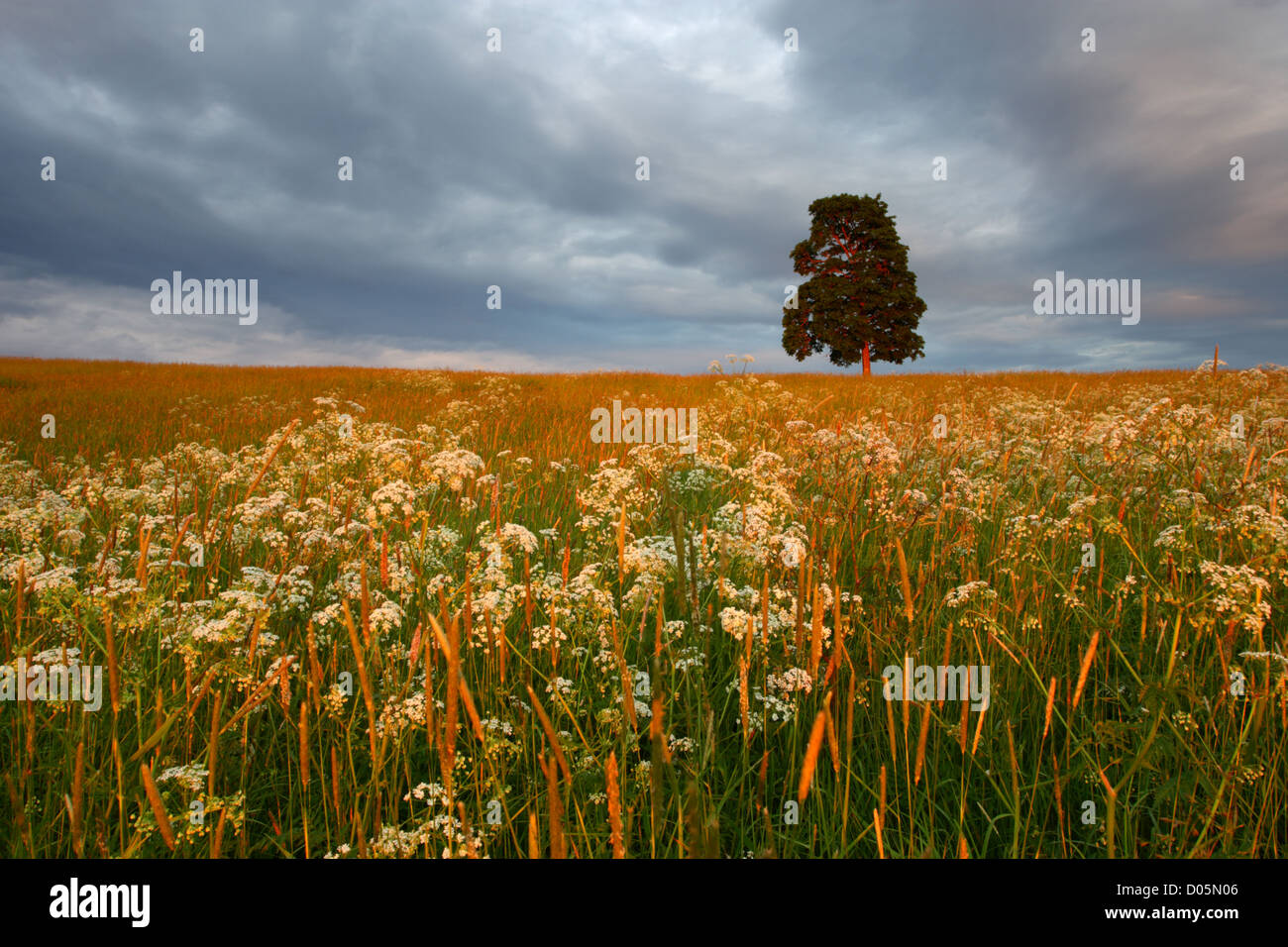 Prairie de fleurs et lonely tree. L'Europe Banque D'Images