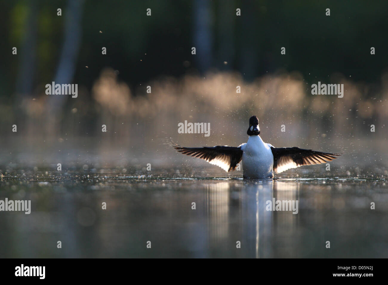 Goldeneye mâle (Bucephala clangula) étend ses ailes. L'Europe Banque D'Images