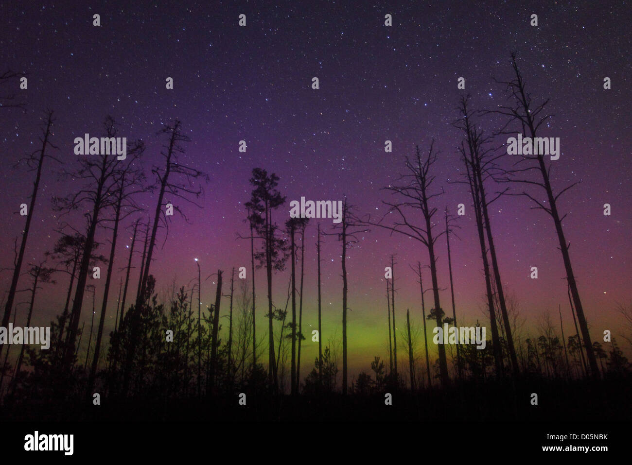 Nuit dans le marais avec des arbres et des aurores boréales dans le ciel. L'Estonie, Europe, 14.avril 2012. Banque D'Images