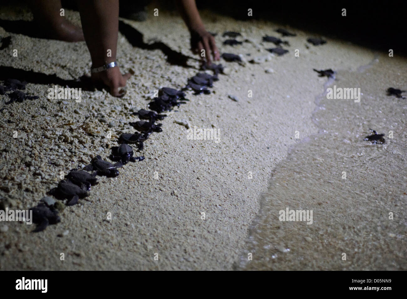 Les bébés tortues dans la mer sur l'île de Selingan, Parc des îles des Tortues, Sabah, Bornéo Banque D'Images