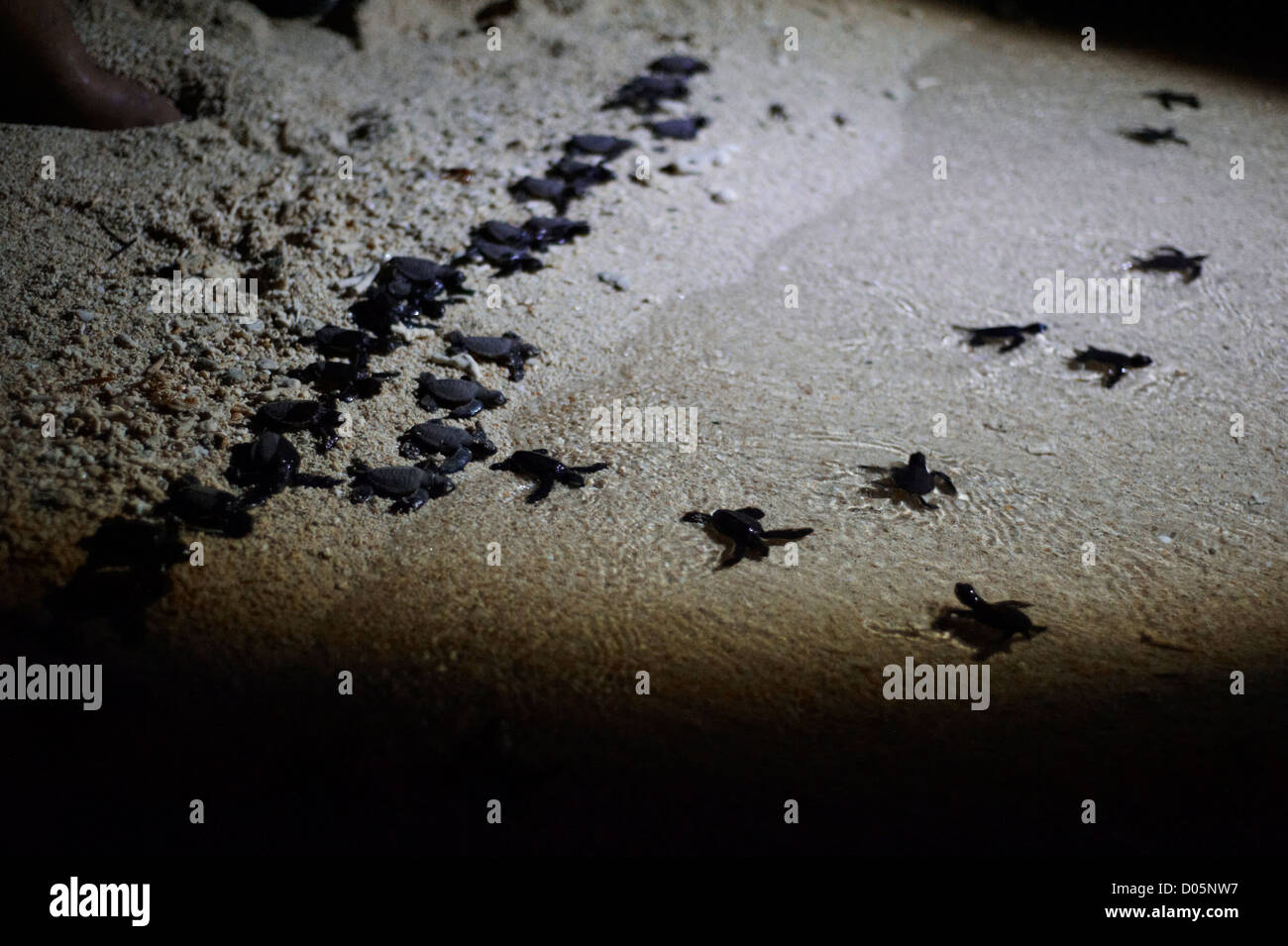 Les bébés tortues dans la mer sur l'île de Selingan, Parc des îles des Tortues, Sabah, Bornéo Banque D'Images
