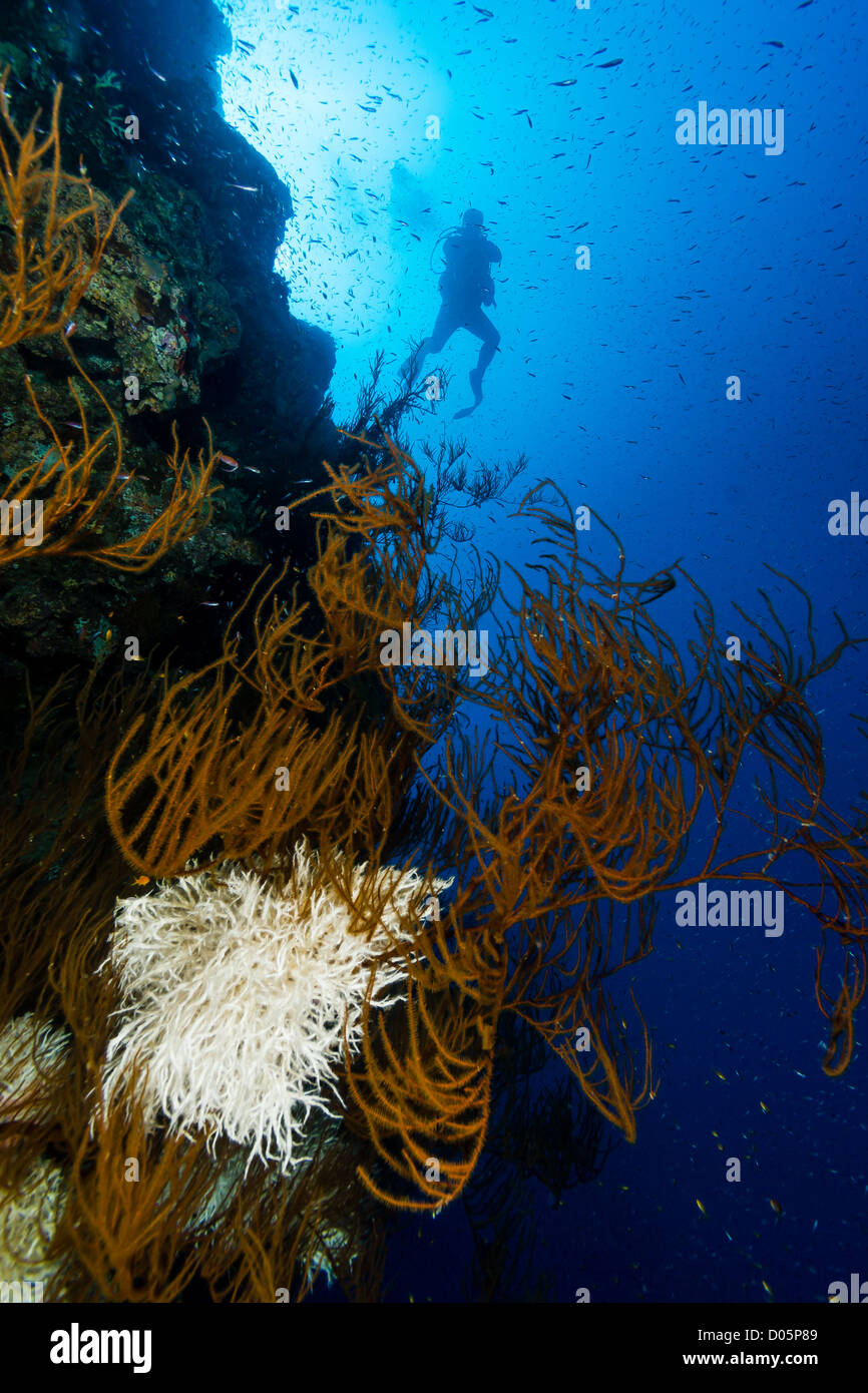 Un plongeur en silhouette à côté d'un whip coral sur une paroi des récifs coralliens de la Mer Rouge Banque D'Images