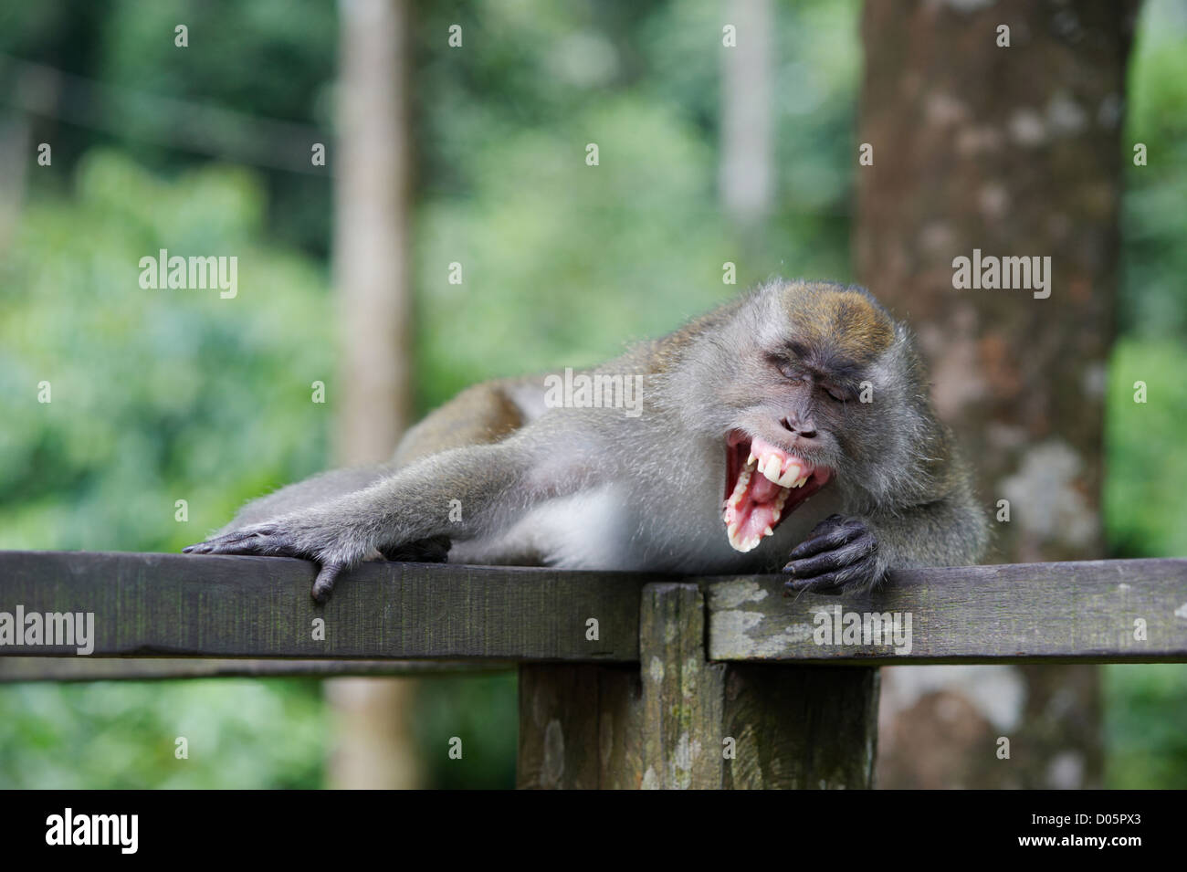 Singe macaque béant sur plate-forme d'observation touristique, Centre de réhabilitation des Orang-outans de Sepilok, Bornéo, Sandakan Banque D'Images