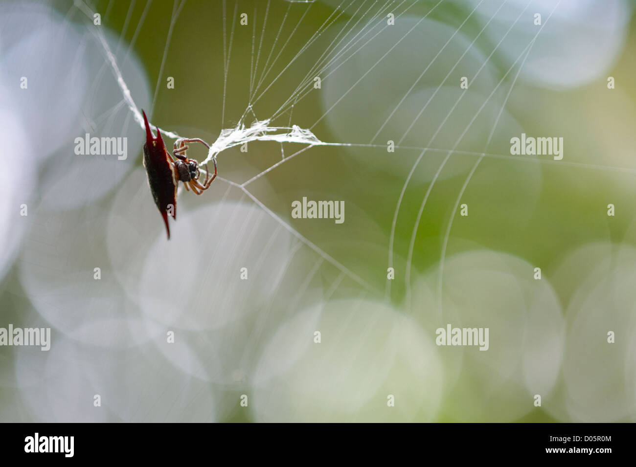 Thorn spider dans les forêts tropicales humides, Sandakan, Bornéo Banque D'Images