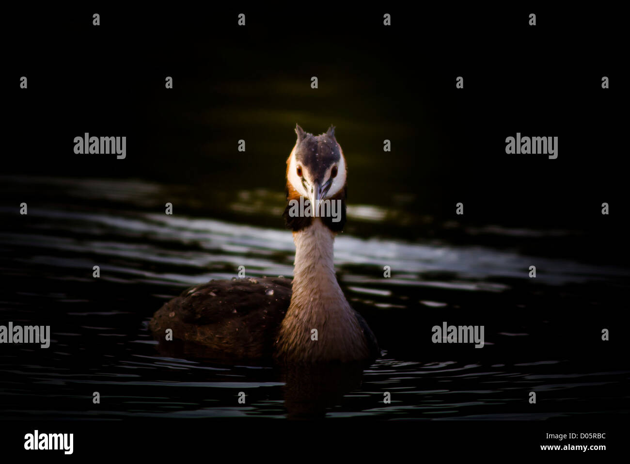 Staring grèbe huppé Banque D'Images