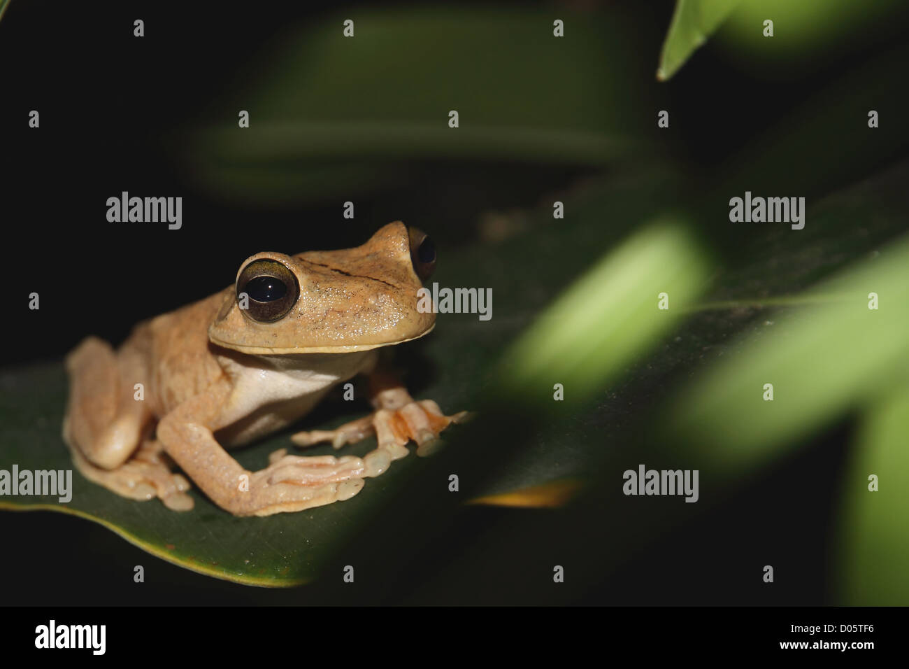 Close up d'un Gladiator Tree Frog (Hypsiboas rosenbergi) assis sur une feuille dans la nuit à Manuel Antonio, Puntarenas, Costa Rica. Banque D'Images