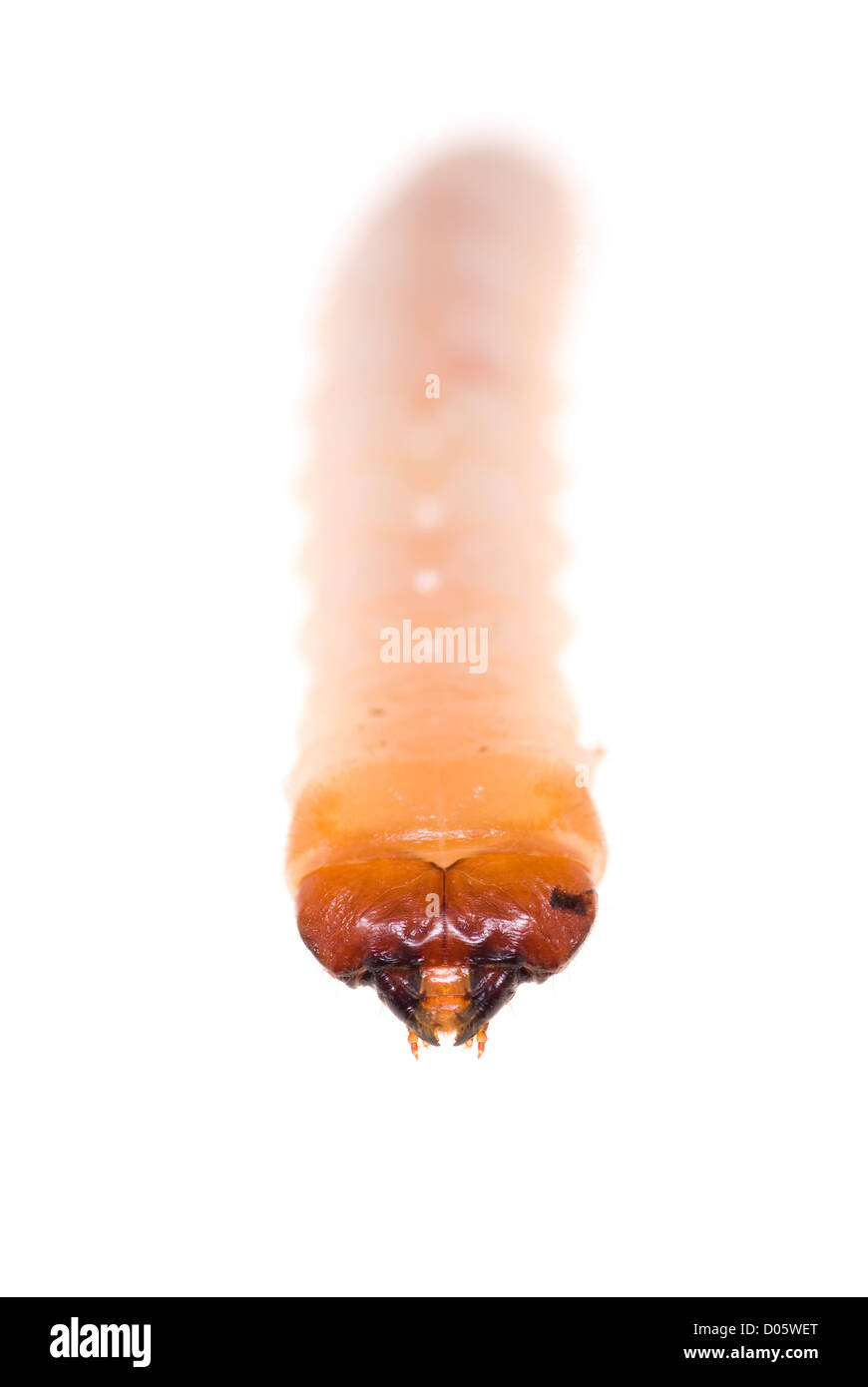 Woodworm Golf Polo little white on white background Banque D'Images