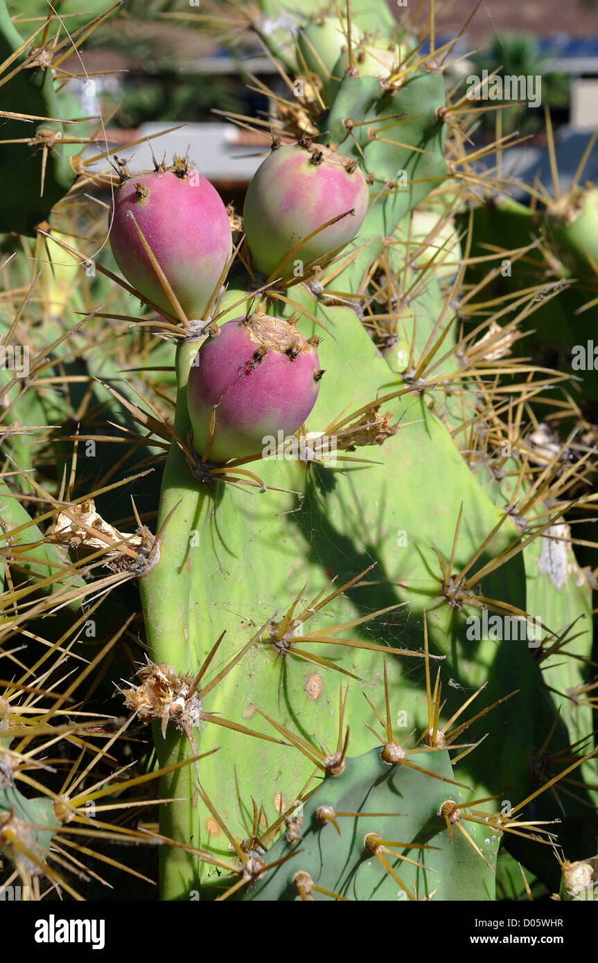 Trois figuiers de barbarie, fruits d'Opuntia Banque D'Images