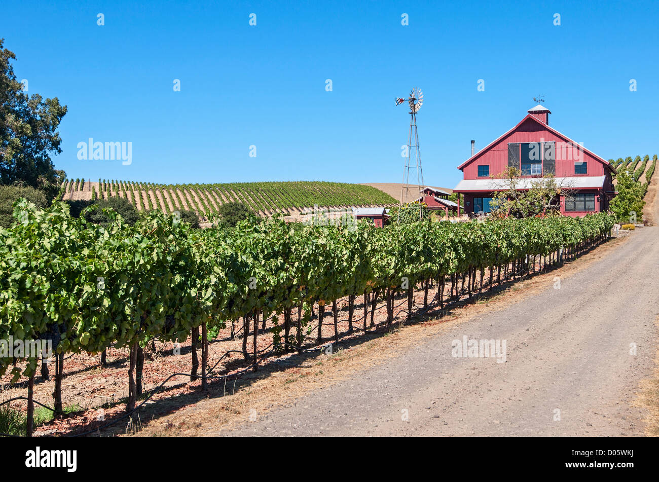 Belle vue de vin des vignobles de Napa Valley. Banque D'Images