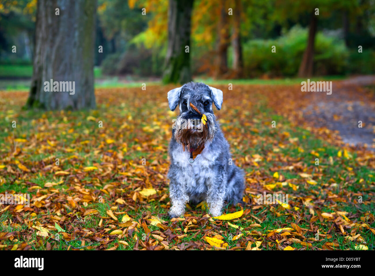 Poivre et sel mignon schnauzer mini parc en automne avec les feuilles sur son museau Banque D'Images