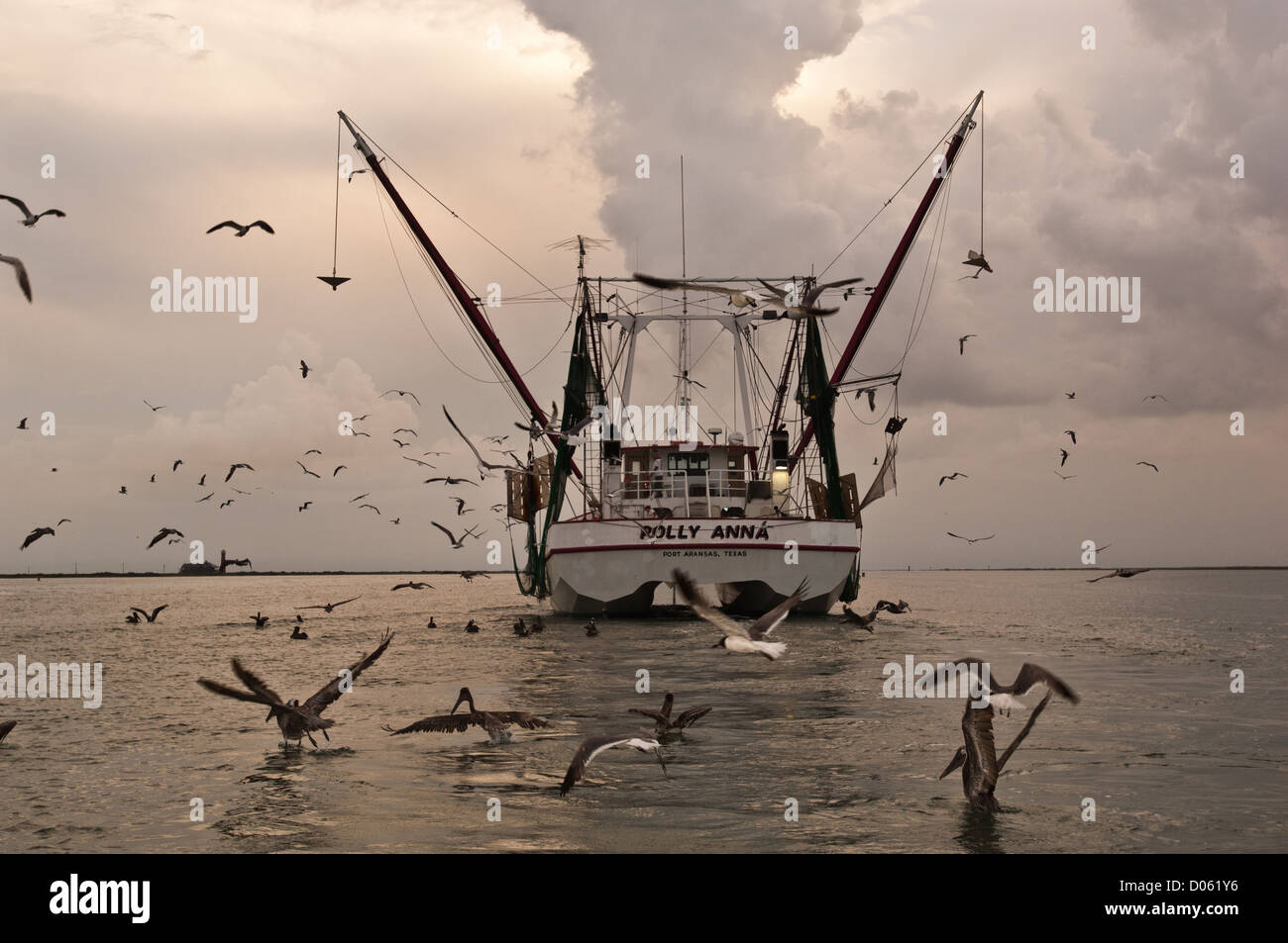 Un crevettier suivie par les goélands et sternes alimentation abattage alors que ses prises de rivage, Port Aransas Texas Banque D'Images