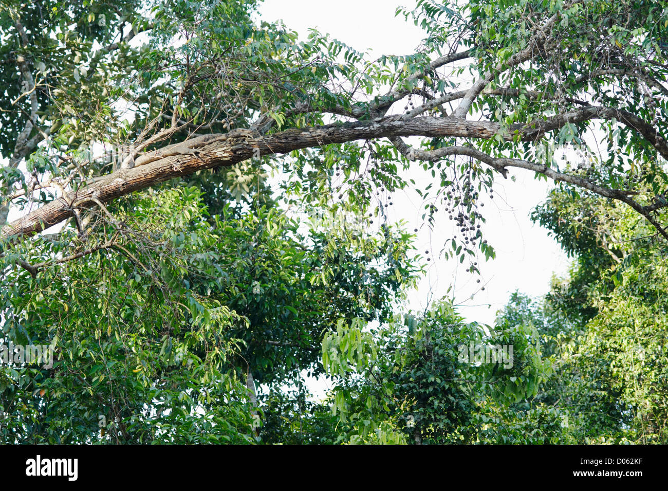 Moniteur de l'eau (Varanus salvator) sur branche d'arbre, la rivière Kinabatangan, Sabah, Bornéo Banque D'Images