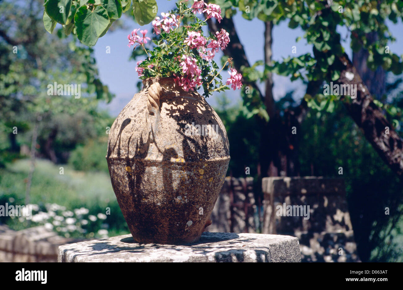 Vue rapprochée d'une fleur en pot dans un jardin, la Villa Cimbrone, Ravello, Campanie, Italie Banque D'Images
