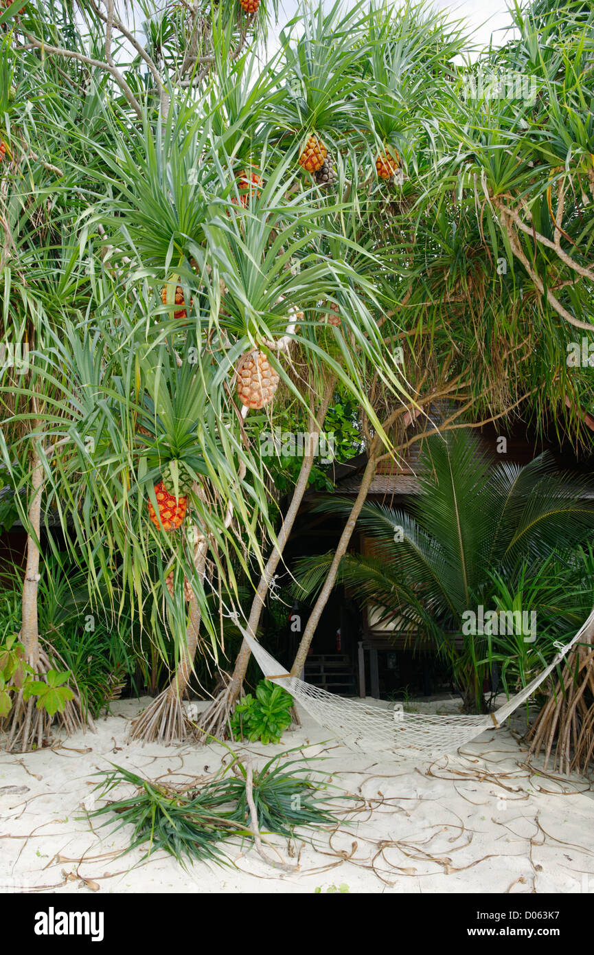 Pin (vis) Panadanus avec hamac par beach hut, Lankayan Island, Bornéo Photo  Stock - Alamy