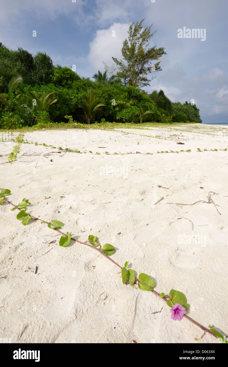 Beach morning glory (Ipomoea pes-caprae), Lankayan Island, Bornéo Banque D'Images