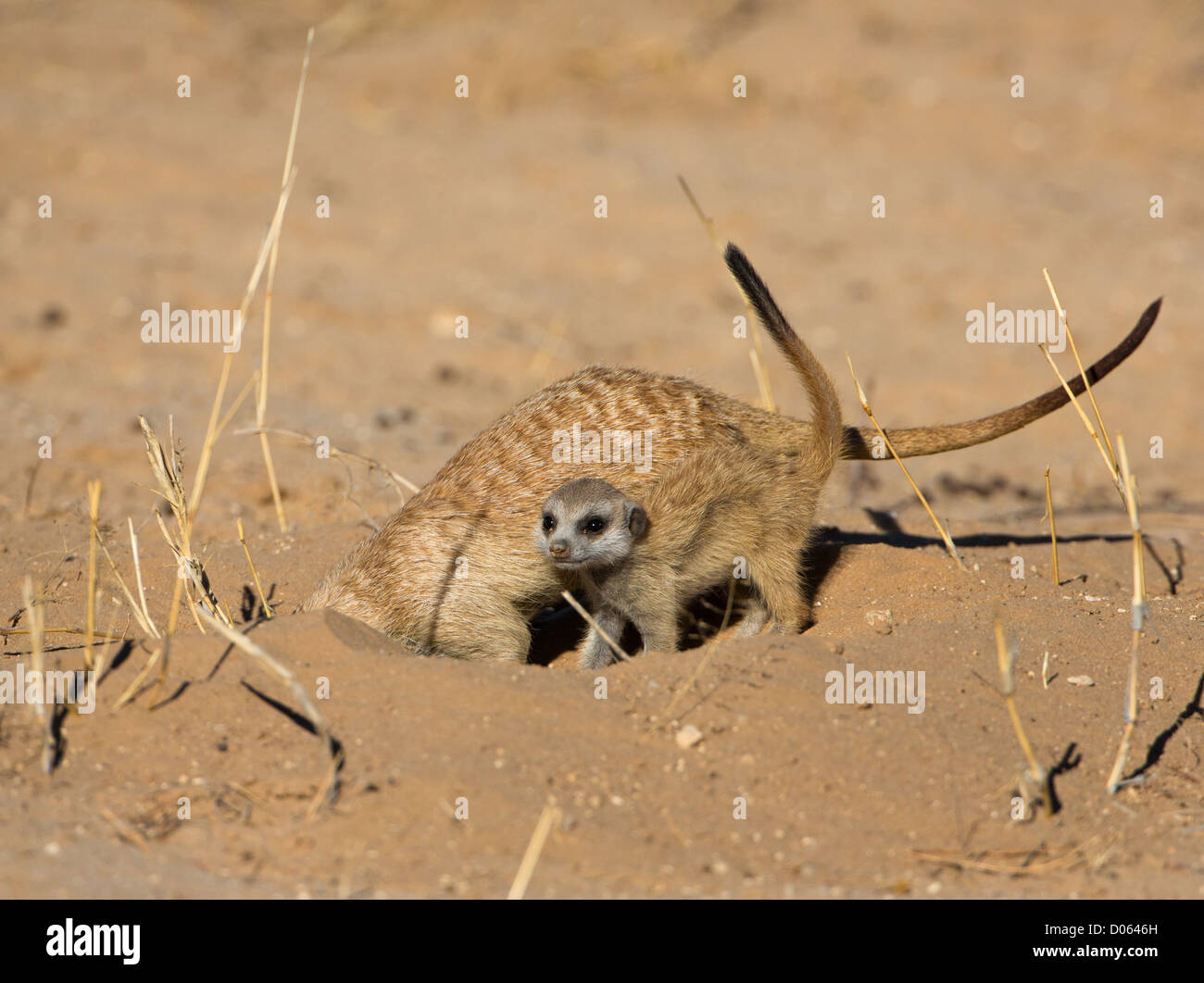 Meerkat suricate avec de jeunes Banque D'Images