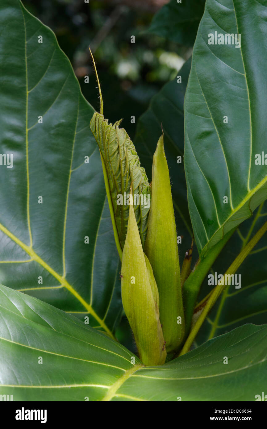 Uncurling les feuilles des plantes tropicales, Centre de découverte de la forêt tropicale, Sandakan, Bornéo Banque D'Images