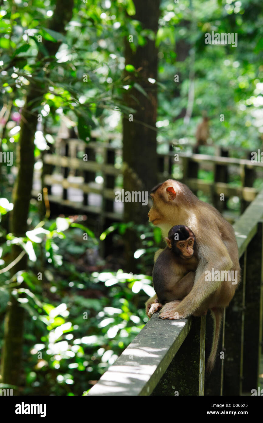Macaque sitting on fence boardwalk, Sepilok orang-outan, Centre de réadaptation, de Bornéo à Sandakan Banque D'Images