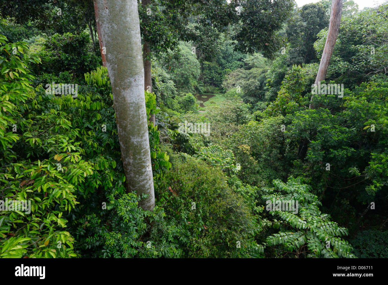 Pluie en forêt tropicale, découverte de la forêt tropicale, Sandakan, Bornéo Banque D'Images