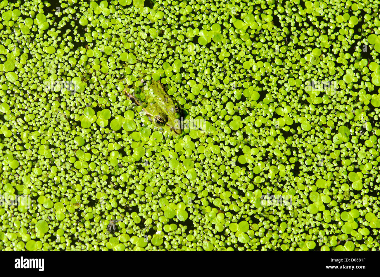 Une grenouille verte dans de l'eau couverts les lenticules Banque D'Images
