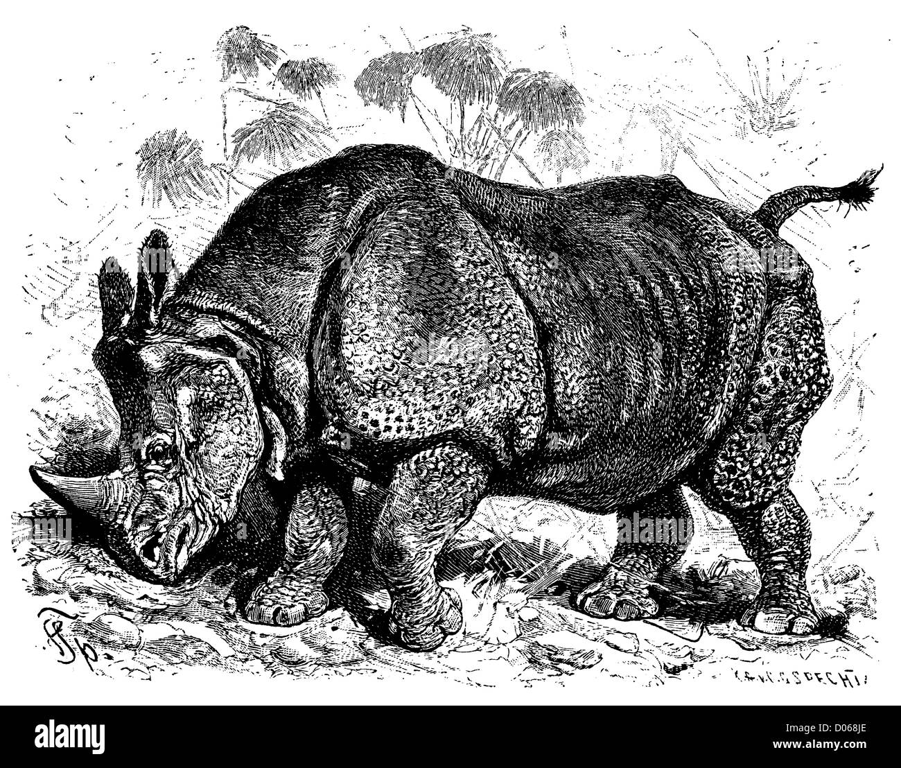 Rhinocéros indien Banque D'Images
