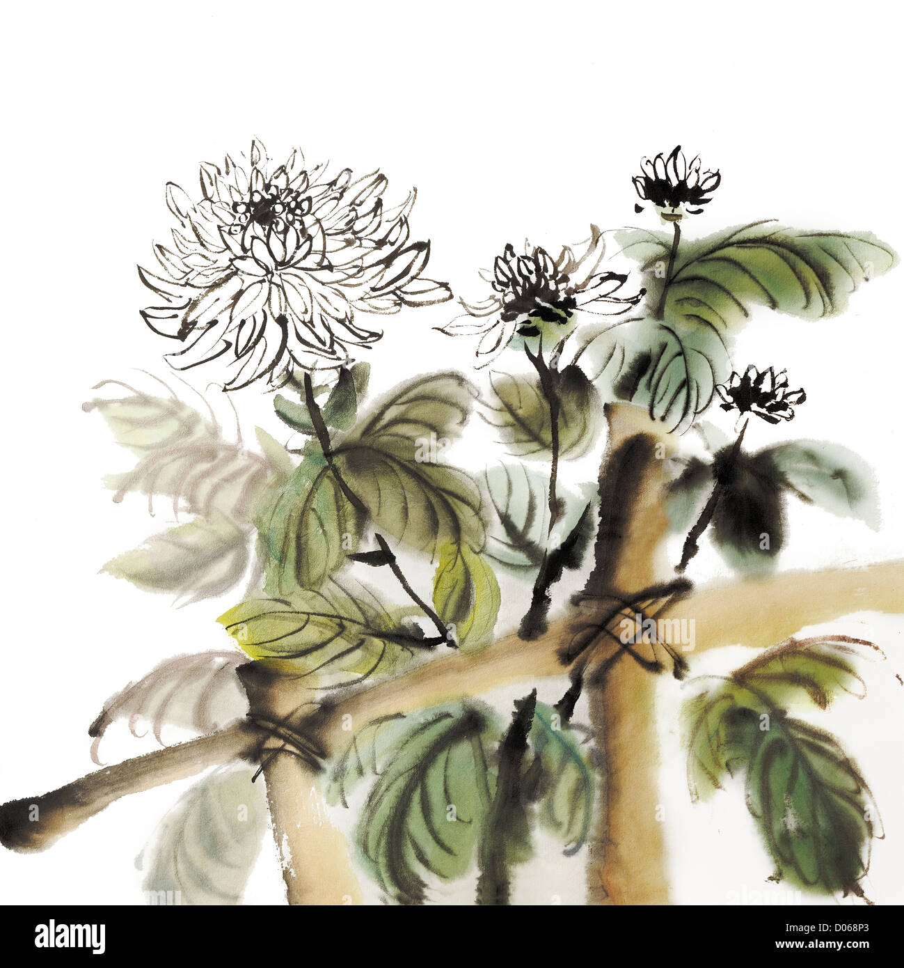 Jardin Chinois chrysanthème peinture d'encre sur fond blanc. Banque D'Images