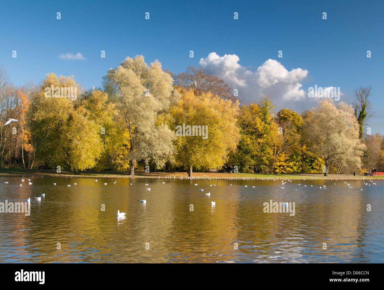 L'automne à Verulamium Park, St Albans, Hertfordshire, Royaume-Uni. Banque D'Images