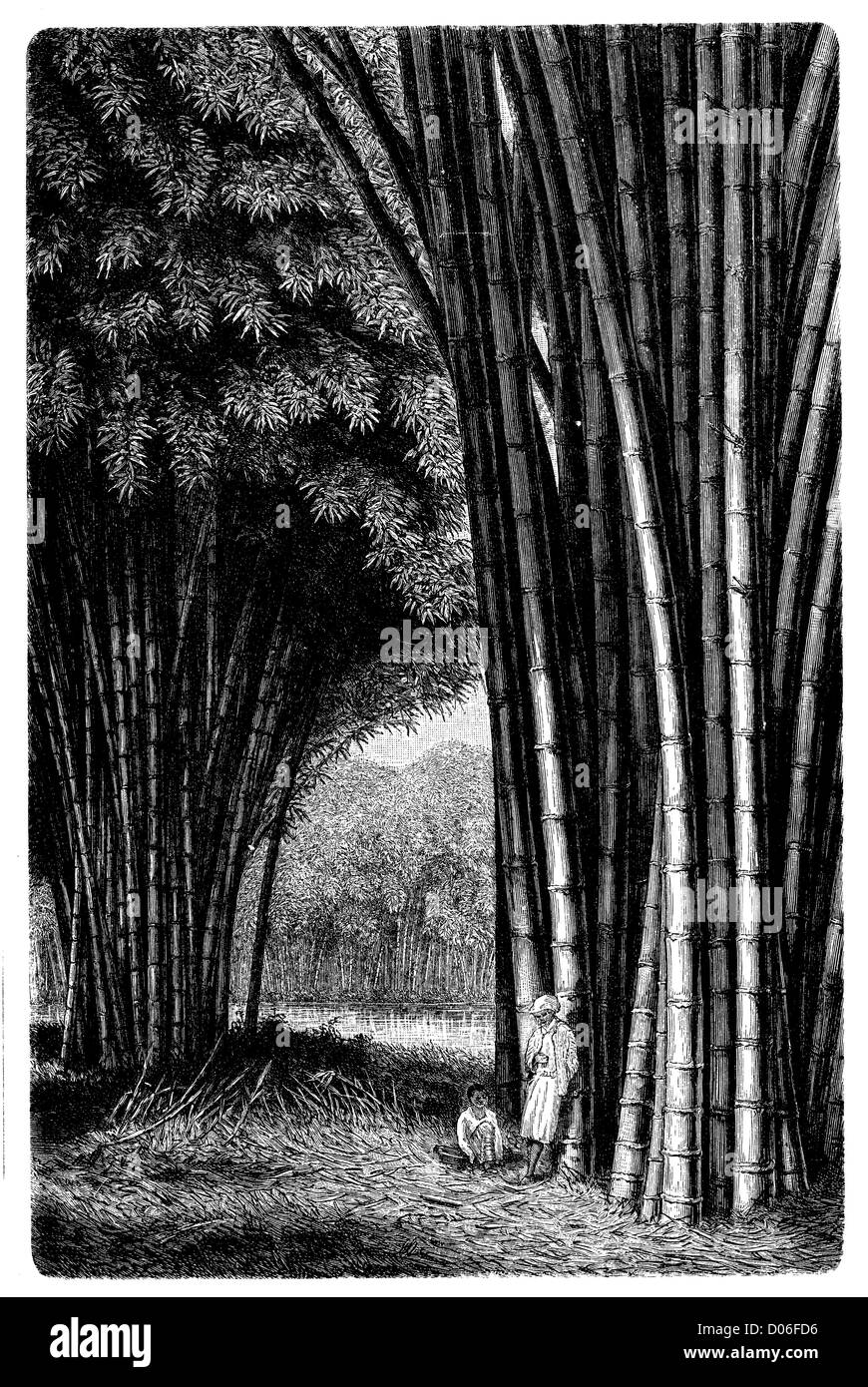 Forêt de bambou sur Java Banque D'Images