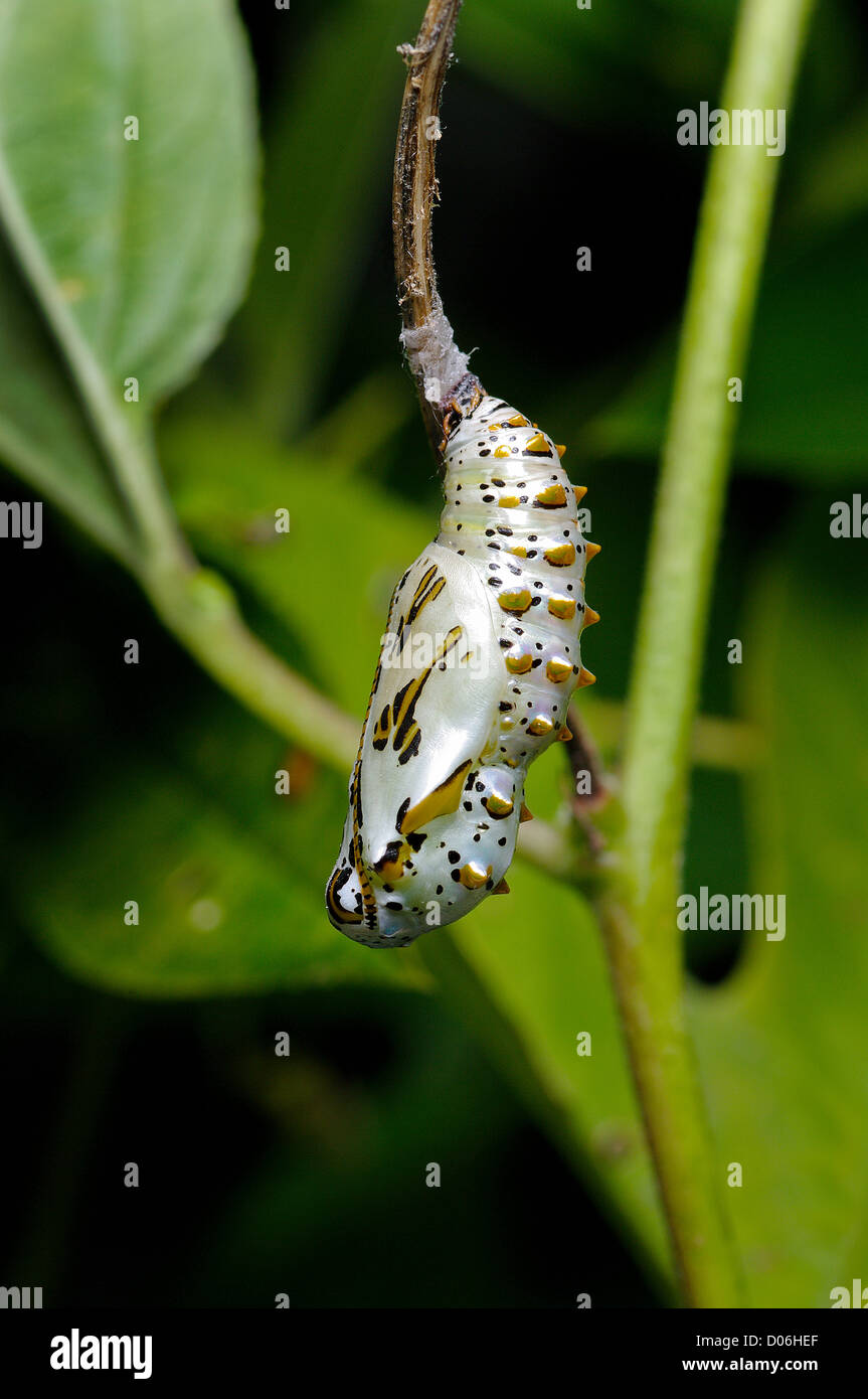 Variegated Fritillary Butterfly Caterpillar Crysalis, Euptoieta claudia Banque D'Images