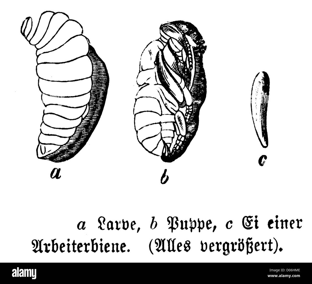 Abeille : œuf, larve, pupe Banque D'Images Abeille : œuf, larve, pupe Banque D'Images