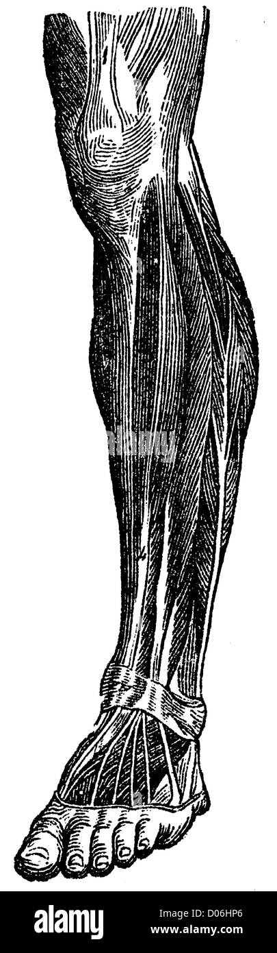 L'homme : les muscles de la jambe inférieure Banque D'Images