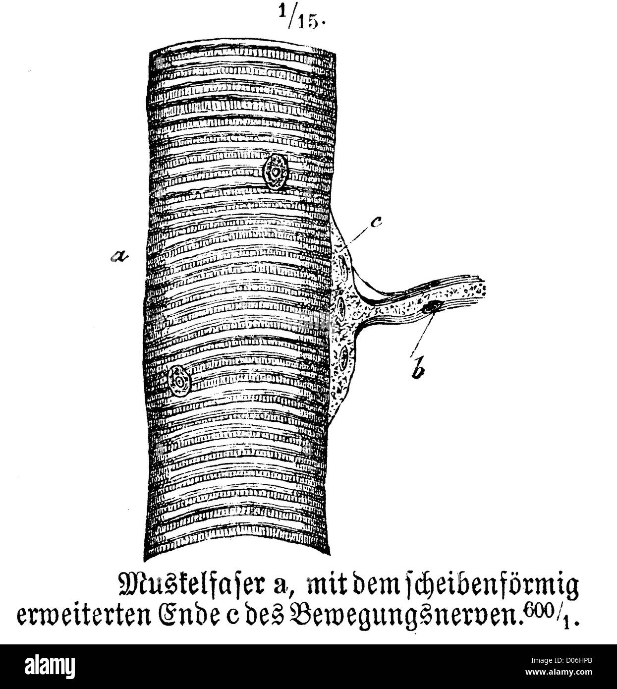 Fibre musculaire Banque D'Images