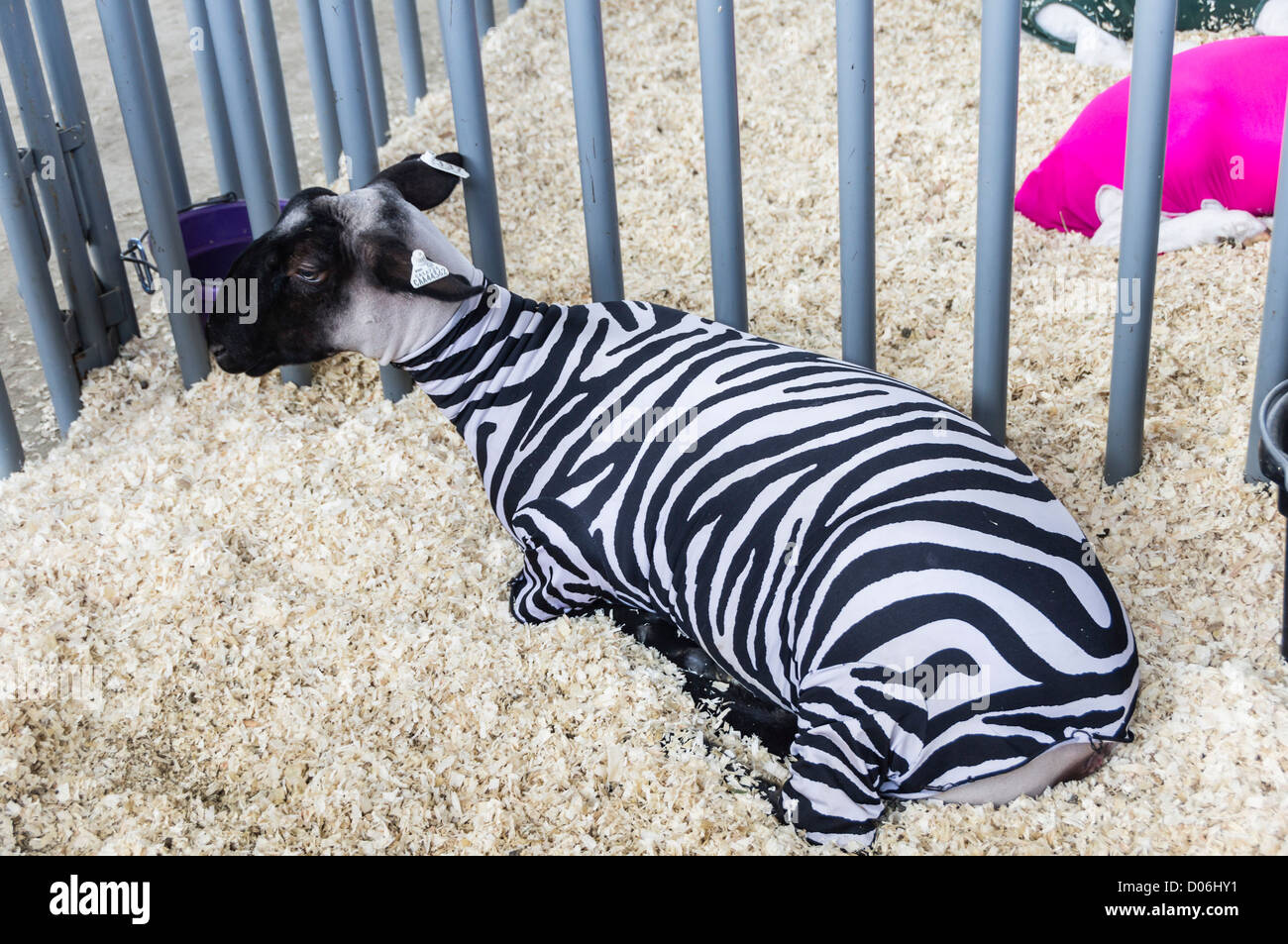 Foire du Comté de San Diego, Californie - moutons dans un zèbre Veste Gilet  matelassé Photo Stock - Alamy