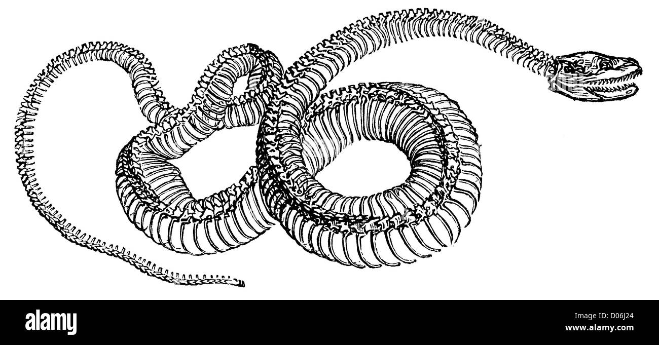 Snake : squelette Banque D'Images