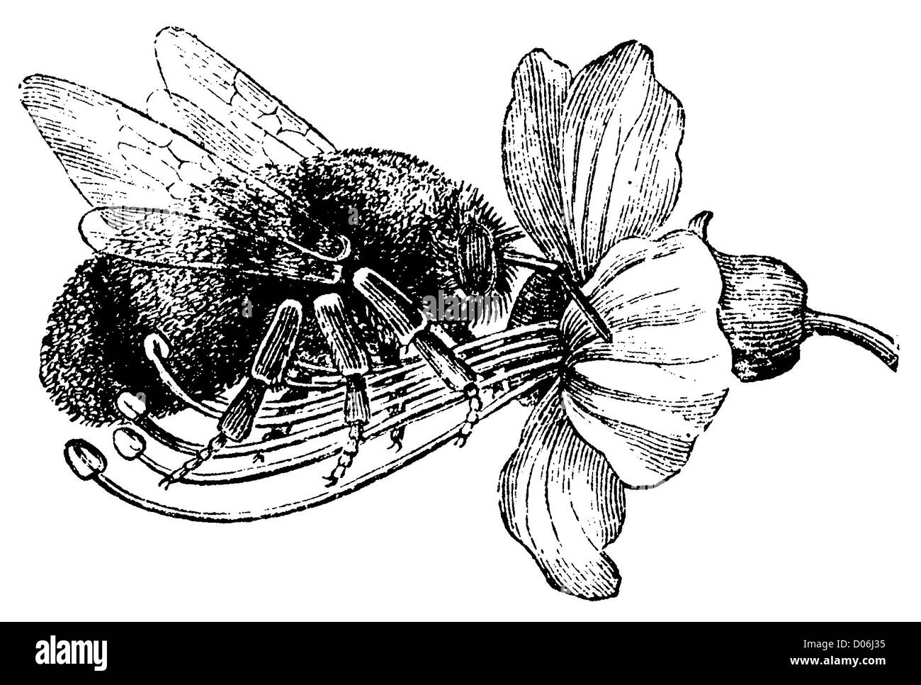 Aesculus : fleur avec bourdon Banque D'Images