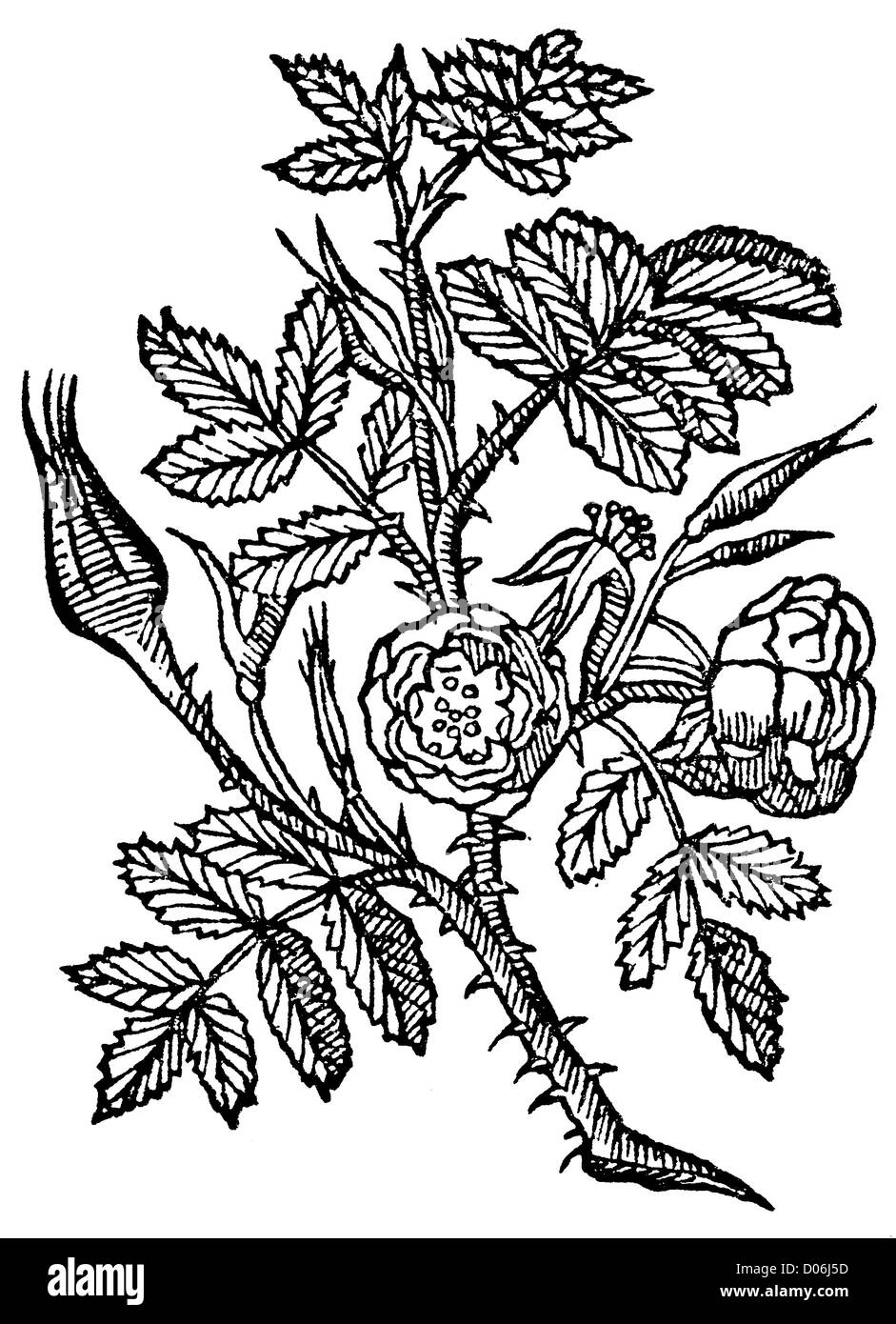 Rose Banque D'Images