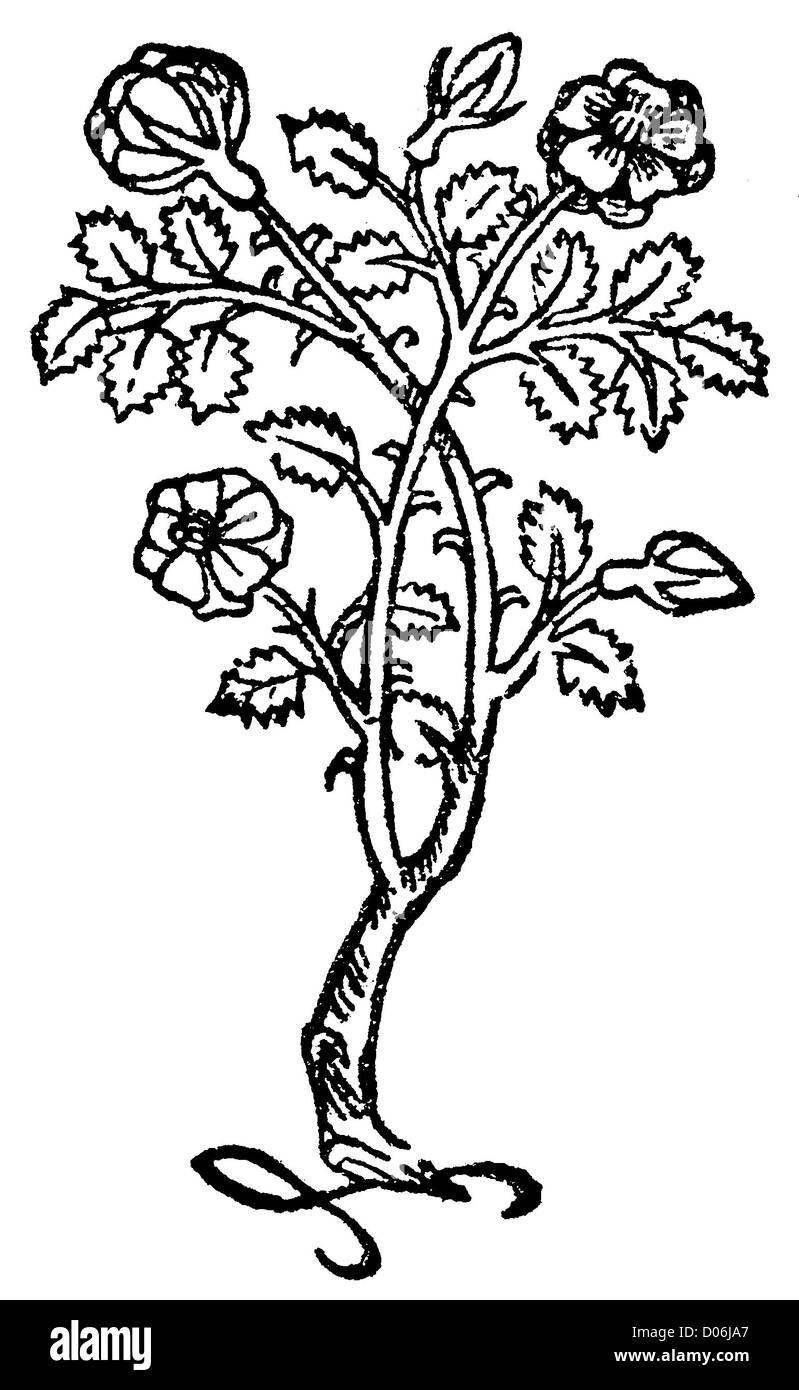 Rose Banque D'Images