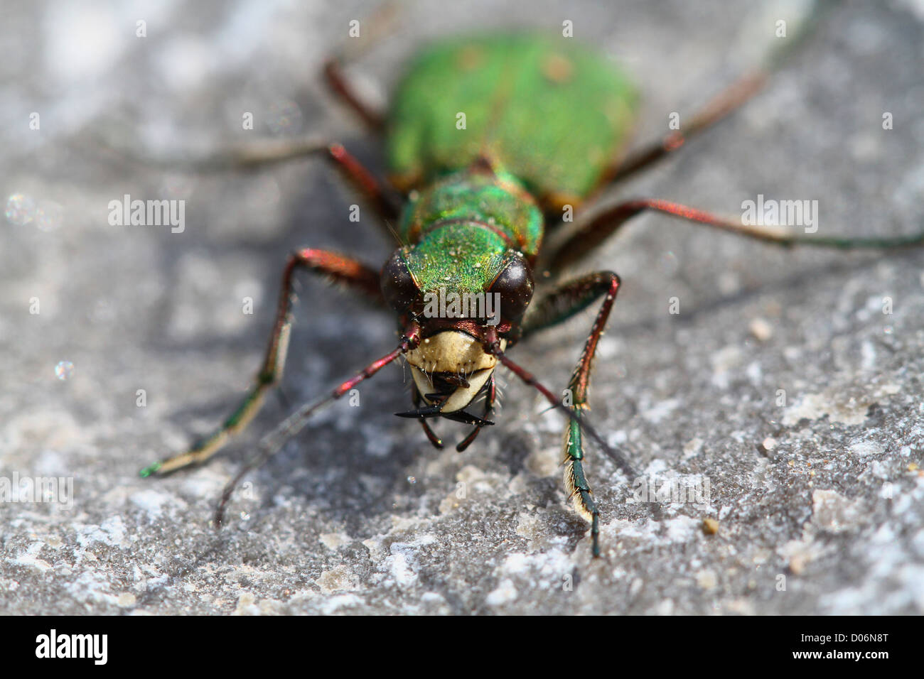 Green tiger beetle la chasse Banque D'Images