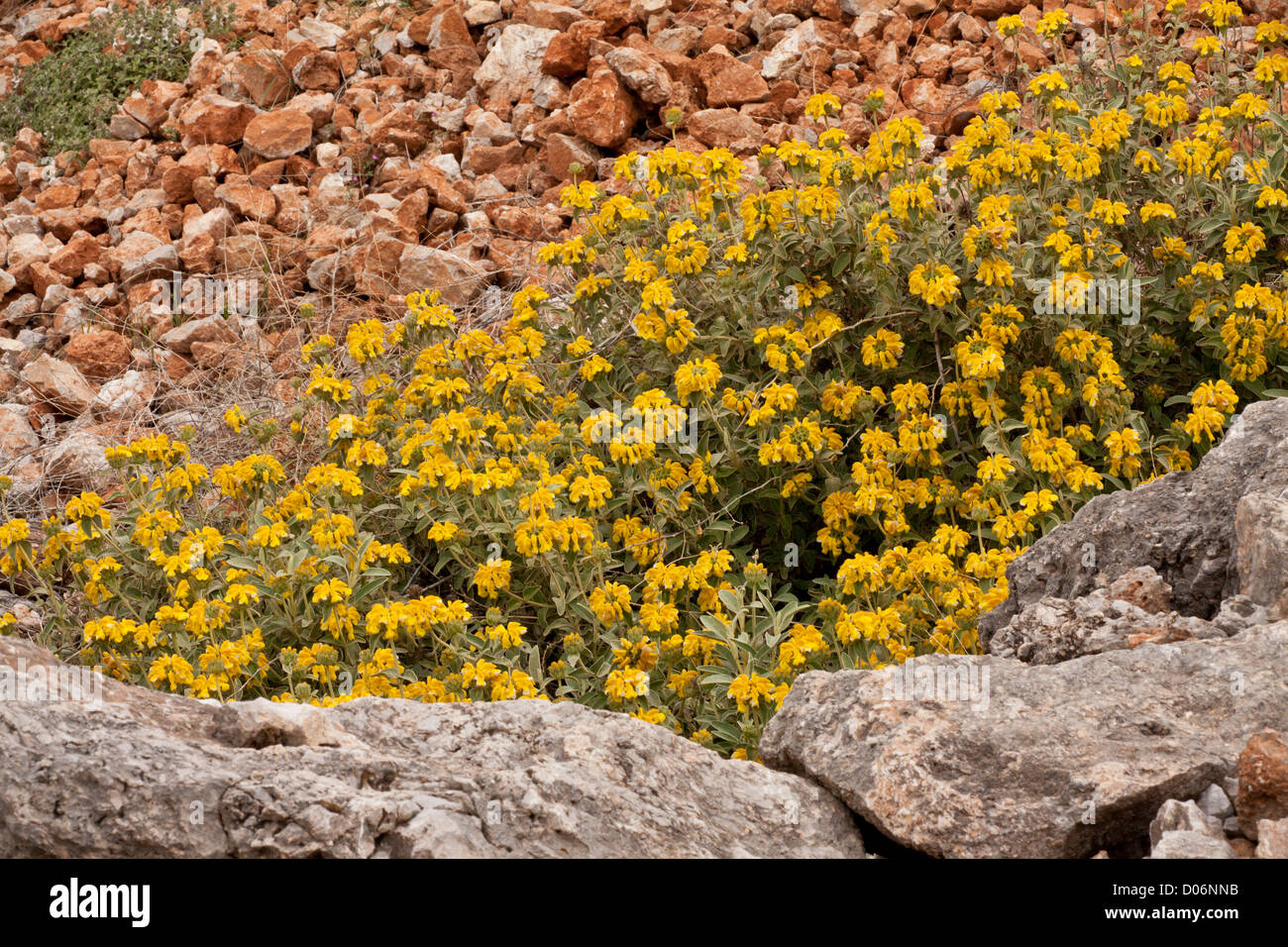 Jérusalem Sage, Phlomis fruticosa en pleine floraison à Delphes, Grèce. Banque D'Images