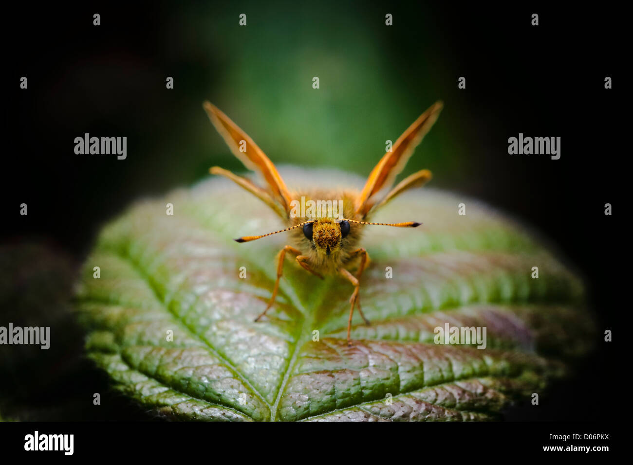 Grand skipper butterfly assis sur une feuille de bois Banque D'Images