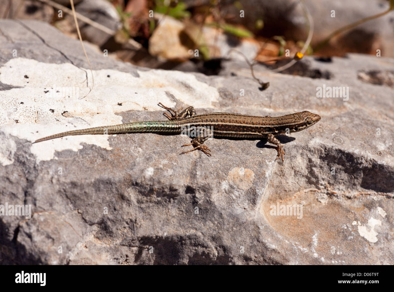 Erhard's wall lizard, Crète, Grèce. Banque D'Images