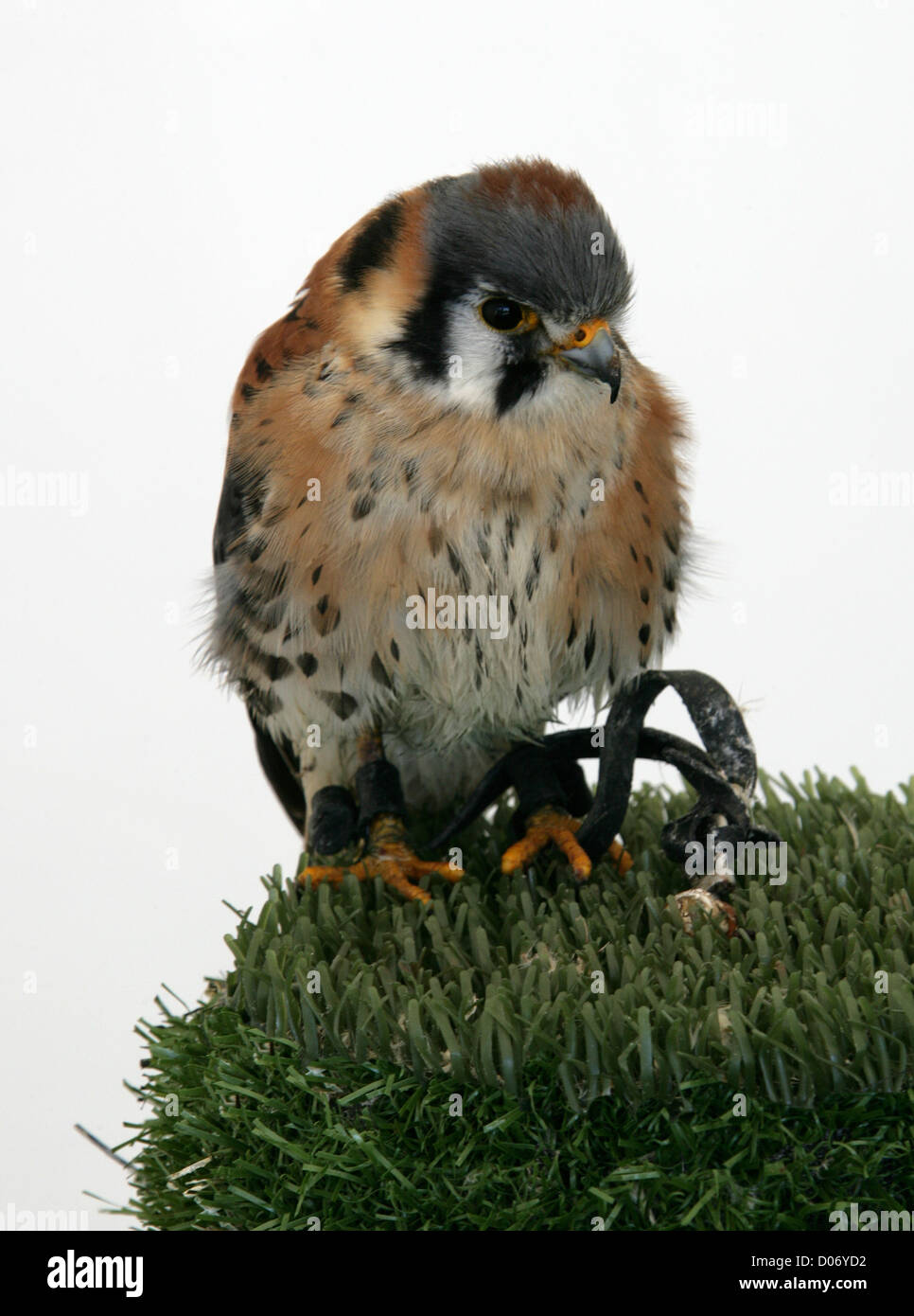 Crécerelle d'Amérique, Falco sparverius, falconidae, Falconiformes. Des hommes. L'Amérique du Nord. Banque D'Images