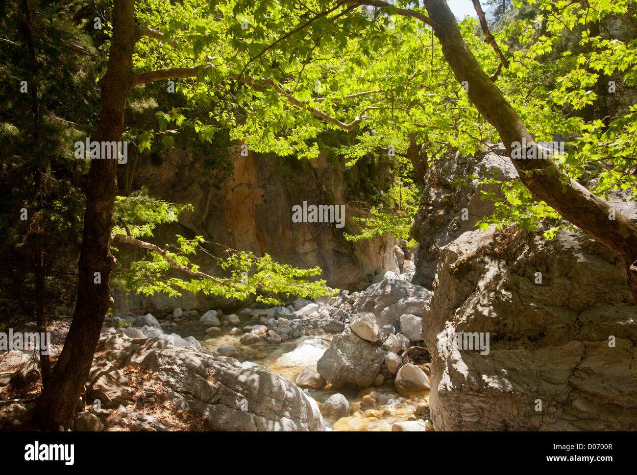 Platanes orientaux dans le Parc National de la Gorge de Samaria, Montagnes Blanches, Crète, Grèce. Banque D'Images