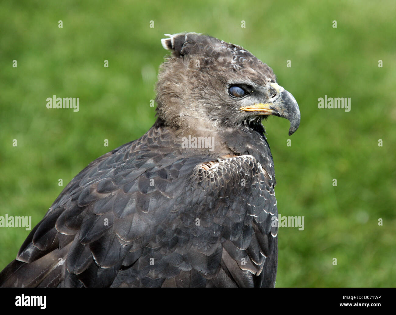 Aigle couronné, aigle couronné d'Afrique ou Hawk couronné Stephanoaetus coronatus,-eagle, Laridés, Accipitriformes Banque D'Images